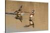 Pair of American Wigeons Landing-Hal Beral-Stretched Canvas