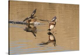 Pair of American Wigeons Landing-Hal Beral-Stretched Canvas