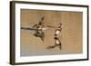 Pair of American Wigeons Landing-Hal Beral-Framed Photographic Print