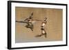 Pair of American Wigeons Landing-Hal Beral-Framed Photographic Print