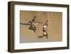 Pair of American Wigeons Landing-Hal Beral-Framed Photographic Print