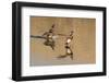 Pair of American Wigeons Landing-Hal Beral-Framed Photographic Print