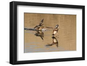 Pair of American Wigeons Landing-Hal Beral-Framed Photographic Print