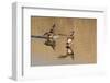 Pair of American Wigeons Landing-Hal Beral-Framed Photographic Print