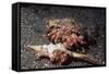 Pair of Anemone Hermit Crabs-Hal Beral-Framed Stretched Canvas