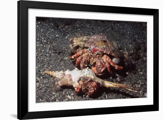 Pair of Anemone Hermit Crabs-Hal Beral-Framed Photographic Print