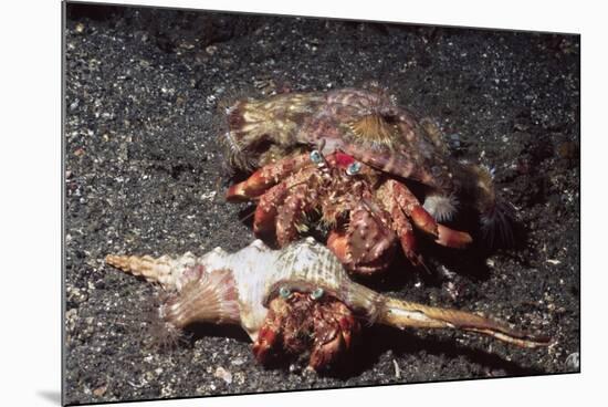 Pair of Anemone Hermit Crabs-Hal Beral-Mounted Photographic Print