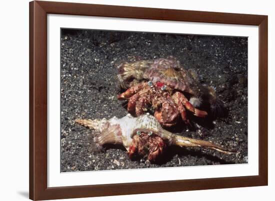 Pair of Anemone Hermit Crabs-Hal Beral-Framed Photographic Print