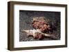 Pair of Anemone Hermit Crabs-Hal Beral-Framed Photographic Print