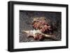 Pair of Anemone Hermit Crabs-Hal Beral-Framed Photographic Print