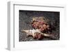 Pair of Anemone Hermit Crabs-Hal Beral-Framed Photographic Print