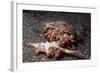 Pair of Anemone Hermit Crabs-Hal Beral-Framed Photographic Print