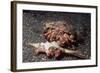 Pair of Anemone Hermit Crabs-Hal Beral-Framed Photographic Print