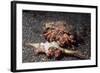 Pair of Anemone Hermit Crabs-Hal Beral-Framed Photographic Print