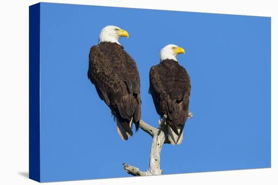 Pair of Bald Eagles, Haliaeetus Leucocephalus, Sw Florida-Maresa Pryor-Stretched Canvas