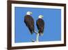 Pair of Bald Eagles, Haliaeetus Leucocephalus, Sw Florida-Maresa Pryor-Framed Photographic Print