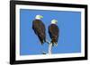 Pair of Bald Eagles, Haliaeetus Leucocephalus, Sw Florida-Maresa Pryor-Framed Photographic Print