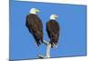 Pair of Bald Eagles, Haliaeetus Leucocephalus, Sw Florida-Maresa Pryor-Mounted Photographic Print