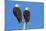 Pair of Bald Eagles, Haliaeetus Leucocephalus, Sw Florida-Maresa Pryor-Mounted Photographic Print