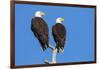 Pair of Bald Eagles, Haliaeetus Leucocephalus, Sw Florida-Maresa Pryor-Framed Photographic Print