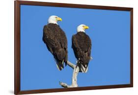 Pair of Bald Eagles, Haliaeetus Leucocephalus, Sw Florida-Maresa Pryor-Framed Photographic Print