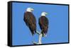 Pair of Bald Eagles, Haliaeetus Leucocephalus, Sw Florida-Maresa Pryor-Framed Stretched Canvas