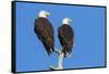 Pair of Bald Eagles, Haliaeetus Leucocephalus, Sw Florida-Maresa Pryor-Framed Stretched Canvas