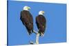 Pair of Bald Eagles, Haliaeetus Leucocephalus, Sw Florida-Maresa Pryor-Stretched Canvas