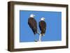 Pair of Bald Eagles, Haliaeetus Leucocephalus, Sw Florida-Maresa Pryor-Framed Photographic Print