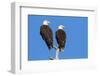 Pair of Bald Eagles, Haliaeetus Leucocephalus, Sw Florida-Maresa Pryor-Framed Photographic Print