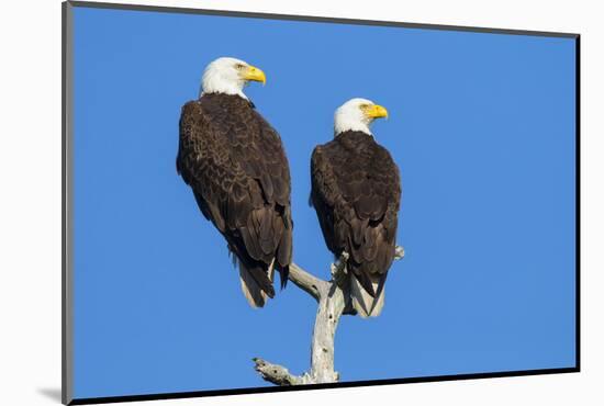 Pair of Bald Eagles, Haliaeetus Leucocephalus, Sw Florida-Maresa Pryor-Mounted Photographic Print