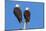 Pair of Bald Eagles, Haliaeetus Leucocephalus, Sw Florida-Maresa Pryor-Mounted Photographic Print