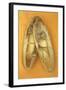 Pair of Ballet or Dancing Shoes Once White But Now Used and Grubby Sitting One Face Down-Den Reader-Framed Photographic Print