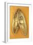 Pair of Ballet or Dancing Shoes Once White But Now Used and Grubby Sitting One Face Down-Den Reader-Framed Photographic Print