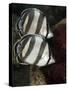 Pair of Banded Butterflyfish (Chaetodon Striatus)-Stephen Frink-Stretched Canvas