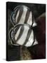 Pair of Banded Butterflyfish (Chaetodon Striatus)-Stephen Frink-Stretched Canvas