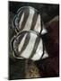 Pair of Banded Butterflyfish (Chaetodon Striatus)-Stephen Frink-Mounted Photographic Print