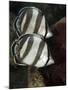 Pair of Banded Butterflyfish (Chaetodon Striatus)-Stephen Frink-Mounted Photographic Print