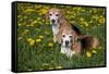 Pair of Beagle Hounds in Dandelions, Acadia, Wisconsin, USA-Lynn M^ Stone-Framed Stretched Canvas