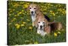 Pair of Beagle Hounds in Dandelions, Acadia, Wisconsin, USA-Lynn M^ Stone-Stretched Canvas