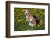 Pair of Beagle Hounds in Dandelions, Acadia, Wisconsin, USA-Lynn M^ Stone-Framed Photographic Print