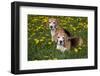 Pair of Beagle Hounds in Dandelions, Acadia, Wisconsin, USA-Lynn M^ Stone-Framed Photographic Print