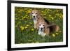 Pair of Beagle Hounds in Dandelions, Acadia, Wisconsin, USA-Lynn M^ Stone-Framed Photographic Print