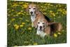 Pair of Beagle Hounds in Dandelions, Acadia, Wisconsin, USA-Lynn M^ Stone-Mounted Photographic Print