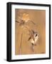 Pair of Bearded reedling perched on reeds, Finland-Jussi Murtosaari-Framed Photographic Print