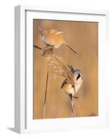 Pair of Bearded reedling perched on reeds, Finland-Jussi Murtosaari-Framed Photographic Print