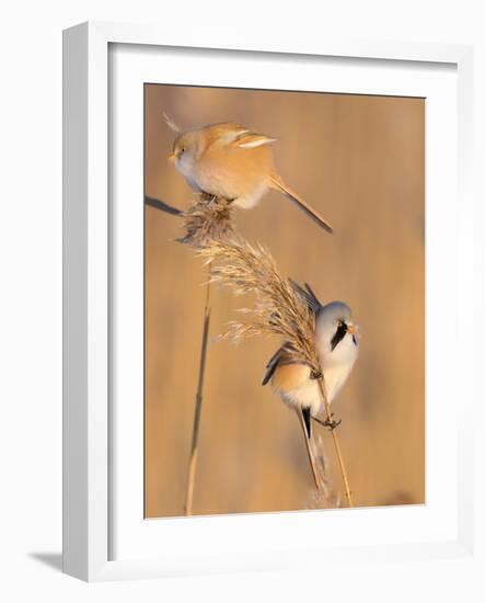 Pair of Bearded reedling perched on reeds, Finland-Jussi Murtosaari-Framed Photographic Print