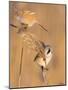 Pair of Bearded reedling perched on reeds, Finland-Jussi Murtosaari-Mounted Photographic Print