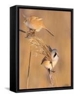 Pair of Bearded reedling perched on reeds, Finland-Jussi Murtosaari-Framed Stretched Canvas