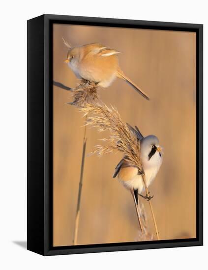 Pair of Bearded reedling perched on reeds, Finland-Jussi Murtosaari-Framed Stretched Canvas